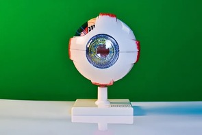 Модель глаза - fgospostavki.ru - Артём