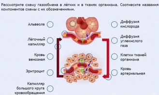 Интерактивные курсы. Биология 9 класс. Расширенный. - fgospostavki.ru - Артём