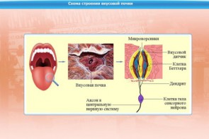 Интерактивные курсы. Биология 10 класс. Базовый. - fgospostavki.ru - Артём