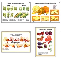 Плакаты ПРОФТЕХ "Ассортимент овощных культур" (12 пл, винил, 70х100) - fgospostavki.ru - Артём