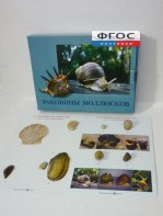 Коллекция "Раковины моллюсков" - fgospostavki.ru - Артём