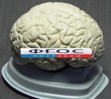 Модель "Мозг в разрезе" (белый) - fgospostavki.ru - Артём