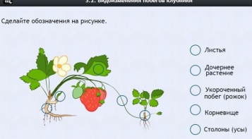 Интерактивные курсы. Биология 7 класс. Расширенный. - fgospostavki.ru - Артём