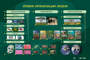 Электрифицированный стенд "Уровни организации жизни" - fgospostavki.ru - Артём