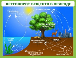 Стенд "Круговорот веществ" - fgospostavki.ru - Артём
