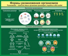 Стенд "Формы размножения организмов" - fgospostavki.ru - Артём