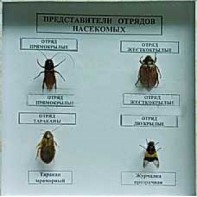 Коллекция энтомологическая "Представители отряда насекомых" - fgospostavki.ru - Артём