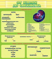 Стенд "От клетки до организма" - fgospostavki.ru - Артём