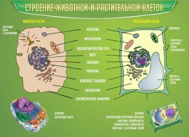Стенд "Строение животной и растительной клеток" - fgospostavki.ru - Артём