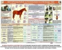 Комплект плакатов "Служебное коневодство" - fgospostavki.ru - Артём
