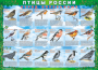 Комплект таблиц "Птицы России (4 листа)" (100х140 сантиметров, винил) - fgospostavki.ru - Артём