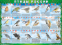 Комплект таблиц "Птицы России (4 листа)" (100х140 сантиметров, винил) - fgospostavki.ru - Артём
