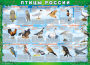 Комплект таблиц "Птицы России (4 листа)" (100х140 сантиметров, винил) - fgospostavki.ru - Артём