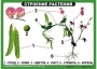 Комплект таблиц "Ознакомление с окружающим миром 1-4 класс" - fgospostavki.ru - Артём